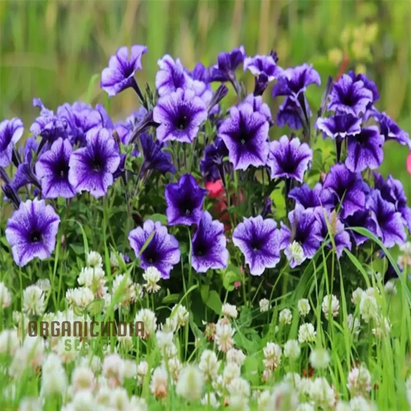 Petunia Grandiflora Purple Seeds – Bold & Beautiful Garden Blooms