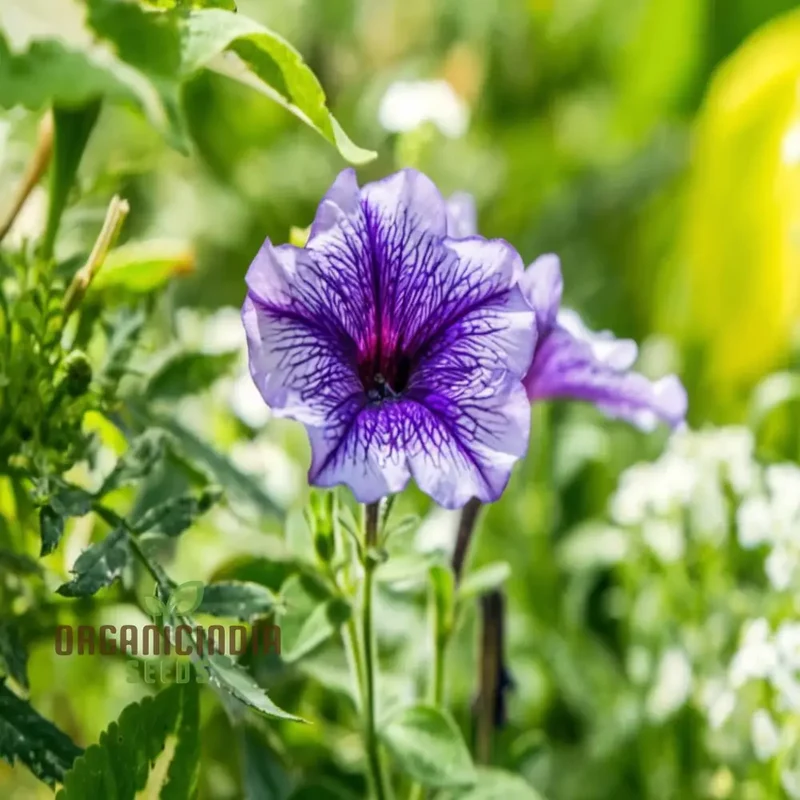 Petunia Grandiflora Purple Seeds – Bold & Beautiful Garden Blooms