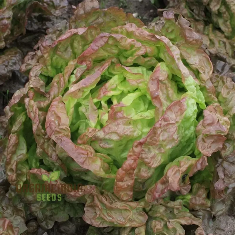 Lettuce Matrioska Split Pills Seeds, Elevate Your Gardening with Easy-to-Use, High-Quality Seeds for Fresh, Delicious Harvests