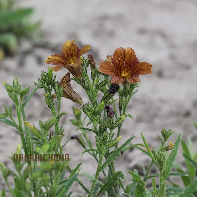 Salpiglossis CafÃ© au Lait Seeds - Cultivate Elegant and Delicate CafÃ© au Lait Salpiglossis Flowers in Your Garden