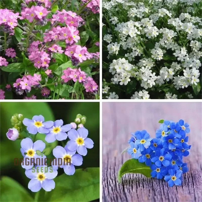 Myosotis (Forget-Me-Not) Victoria Mix Seeds ,Cultivate Lasting Memories and Beauty in Your Garden.