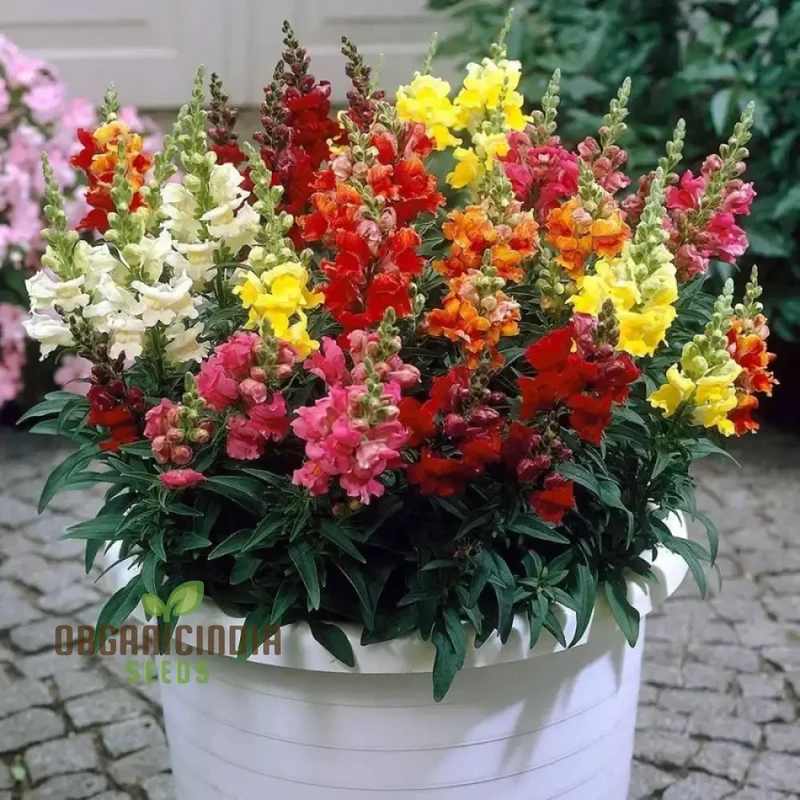 Antirrhinum Majus Admiral Mixed F1 Flower Seeds, Enhance Your Garden with Colorful Blooms and Expert Planting and Gardening Advice