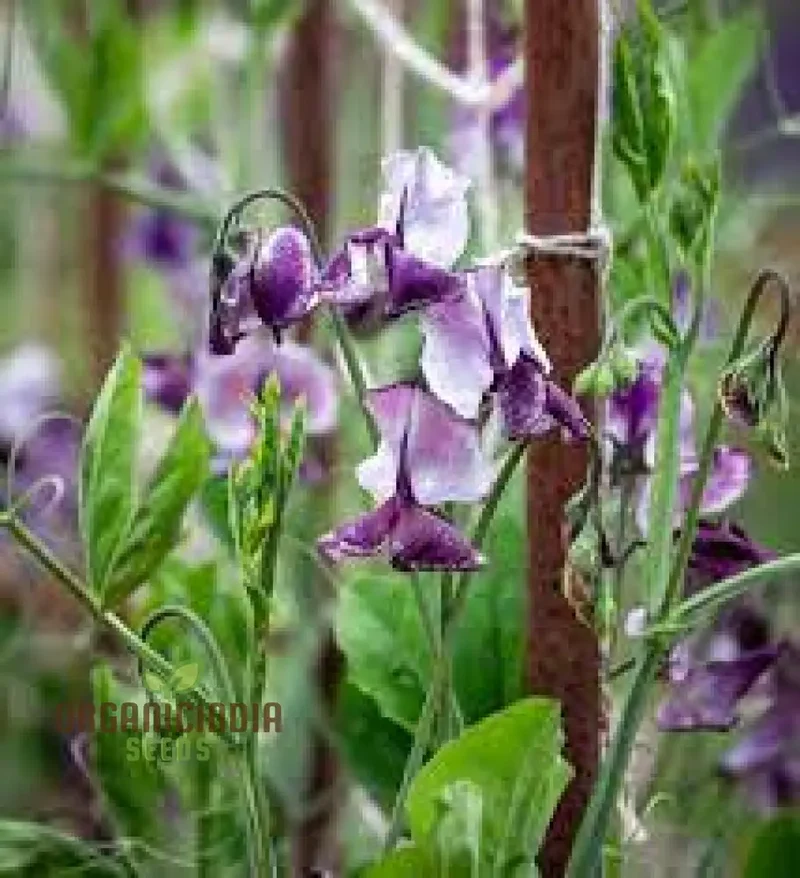 Sweet Pea Alan Roberts Seeds For Planting: Premium Quality for Beautiful Blooms and Bountiful Harvests"