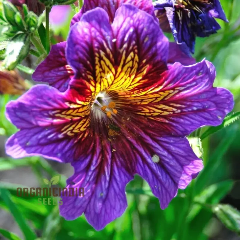 Salpiglossis Bolero F2 Seeds - Grow Exquisite and Colorful Bolero Salpiglossis Flowers in Your Garden