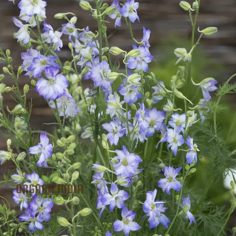 Larkspur Fancy Purple Picotee Seeds – Premium Garden Bloom Variety for Elegant Planting