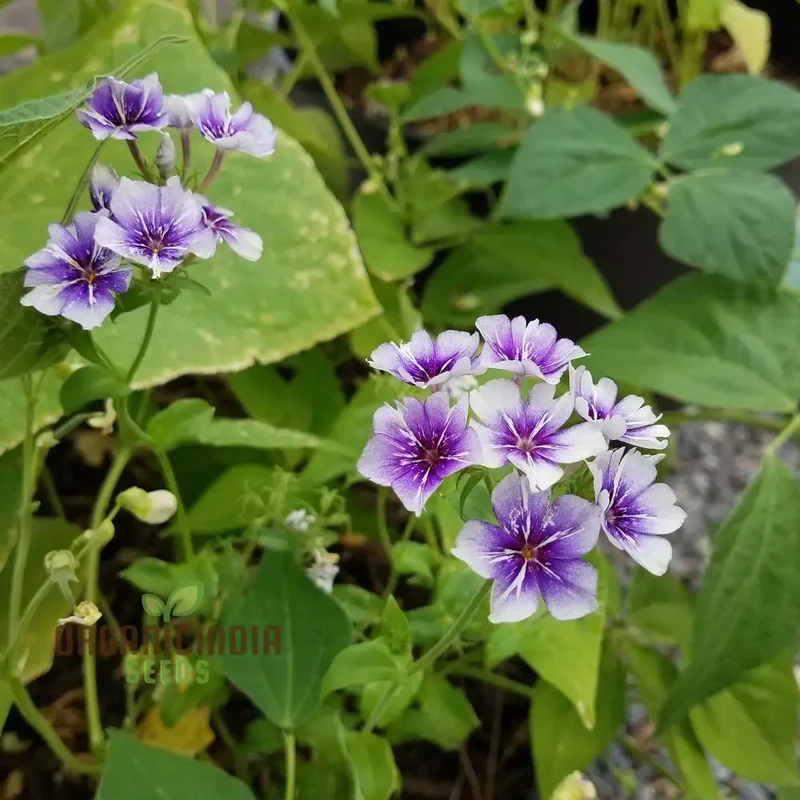 Phlox Sugar Stars Seeds - Grow Stunning and Sweet Sugar Stars Phlox in Your Garden