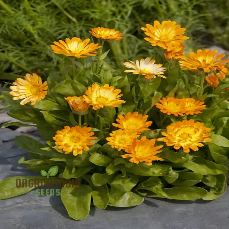 Calendula 'Oopsy Daisy' Seeds â€“ Elevate Your Gardening Experience with Cheerful Blooms and Endless Delight!