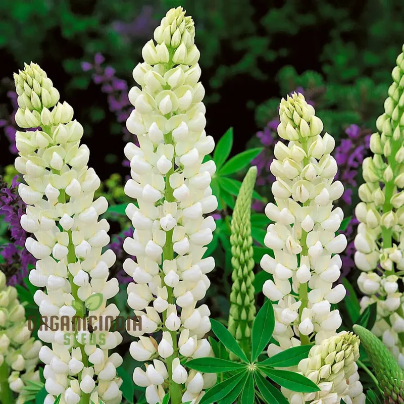 Lupin Russell Noble Maiden - White Seeds: Premium Garden Seeds for Stunning Floral Displays and Successful Gardening