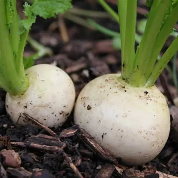 Turnip Snowball Vegetable Seeds, Cultivate Crisp and Nutritious Turnips with Expert Tips for Successful Growth