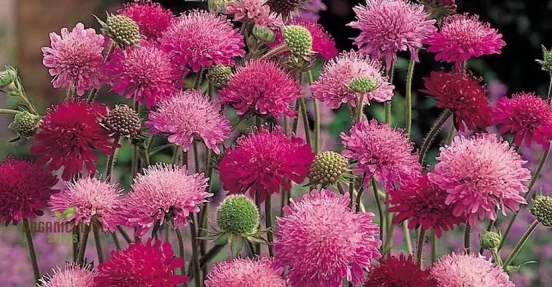 Knautia Melton Pastels Flower Seeds For Planting: Exquisite Garden Delights for Your Blooming Sanctuary