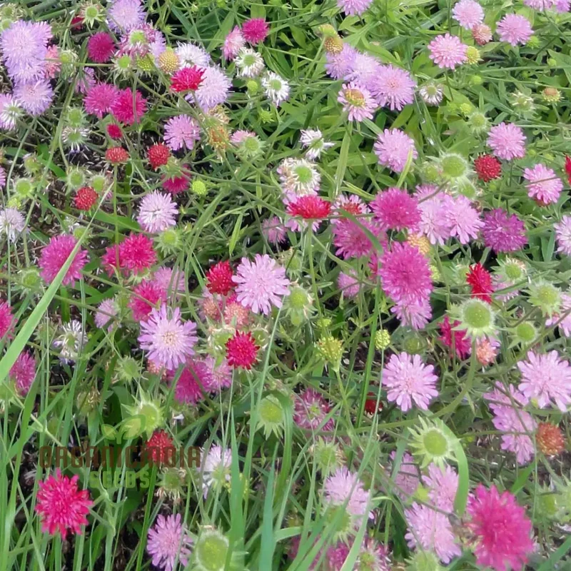 Knautia Melton Pastels Flower Seeds For Planting: Exquisite Garden Delights for Your Blooming Sanctuary