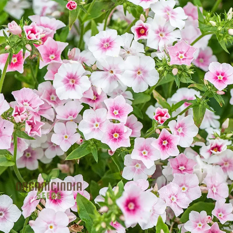 Phlox Drummondii Blushing Bride Seeds - Cultivate Lovely Blushing Bride Phlox for Your Garden