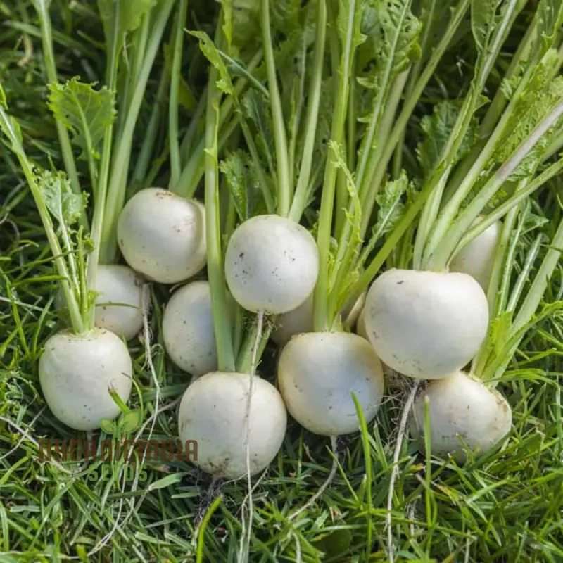 Turnip Temari Vegetable Seeds, Cultivate Flavorful and Nutritious Turnips with Expert Tips for Successful Growth