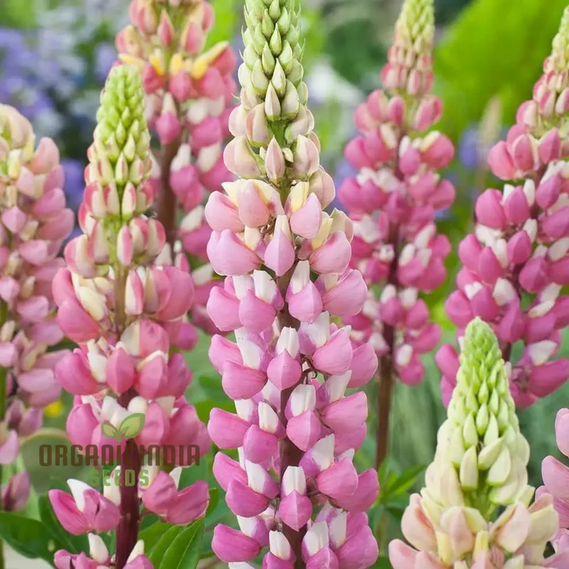 Seed Lupin Russell The Chatelaine - Pink: Premium Garden Seeds for Vibrant Floral Displays and Successful Gardening