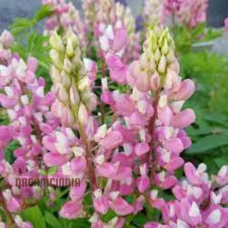 Seed Lupin Russell The Chatelaine - Pink: Premium Garden Seeds for Vibrant Floral Displays and Successful Gardening