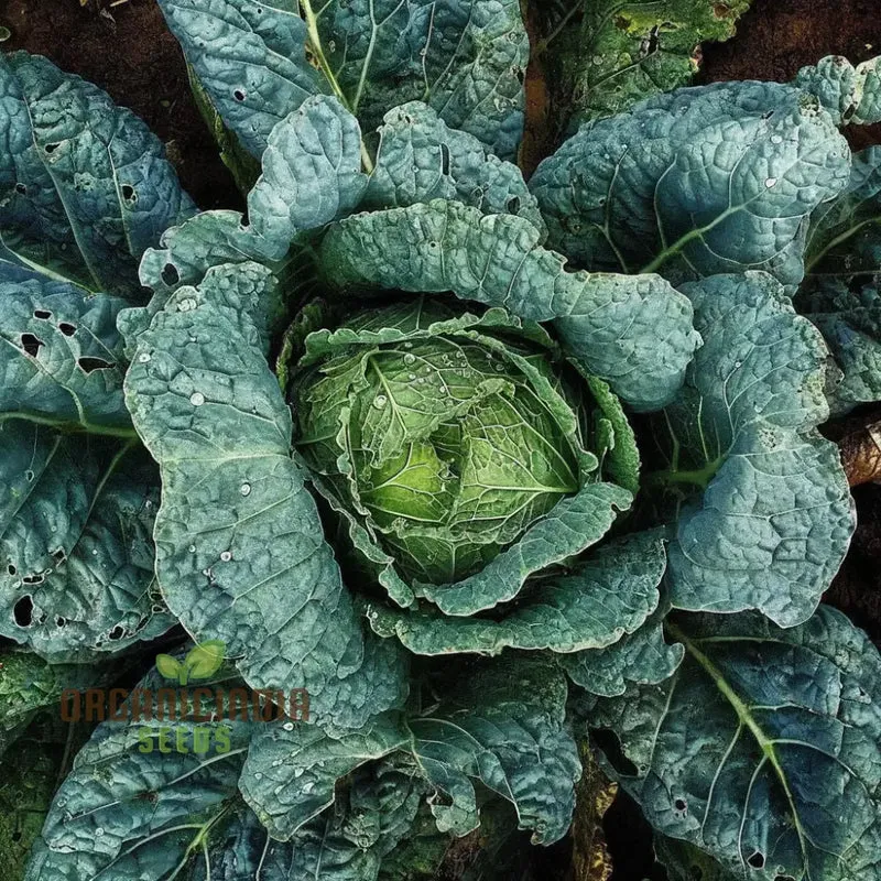 Cabbage Rigoletto Vegetable Seeds, Cultivate Healthy and Flavorful Cabbage with Expert Tips on Growing from Seed to Harvest