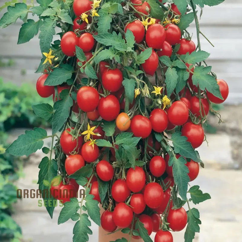 Tomato Tumbler Seeds - Grow Abundant and Delicious Tumbler Tomatoes