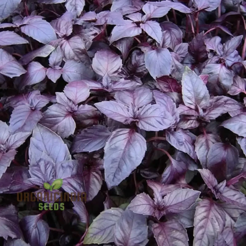 Dark Red Opal Basil Herbs Seeds, Organic Heirloom Herb Seeds for Vibrant Culinary Gardens