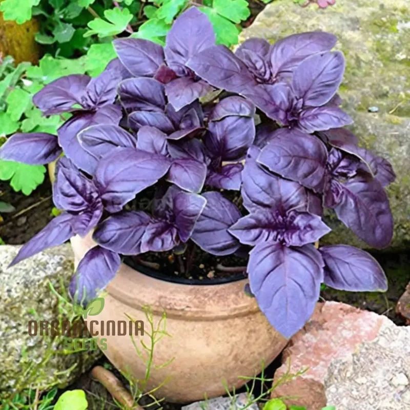 Dark Red Opal Basil Herbs Seeds, Organic Heirloom Herb Seeds for Vibrant Culinary Gardens