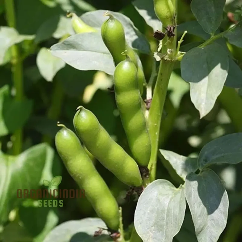 Broad Bean Vegetable Seeds, Cultivate a Bountiful Harvest of Nutritious and Delicious Beans in Your Garden