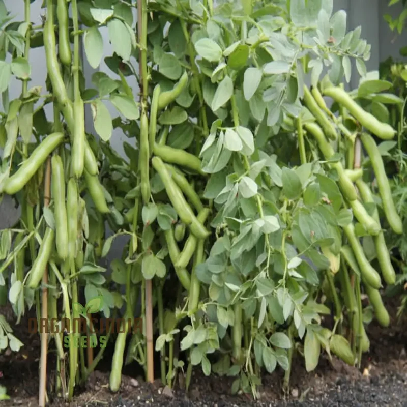 Broad Bean Vegetable Seeds, Cultivate a Bountiful Harvest of Nutritious and Delicious Beans in Your Garden