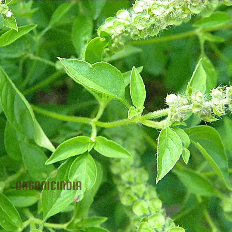 Lemon Basil Herb Seeds, Aromatic Heirloom Basil for Garden and Culinary Easy to Grow