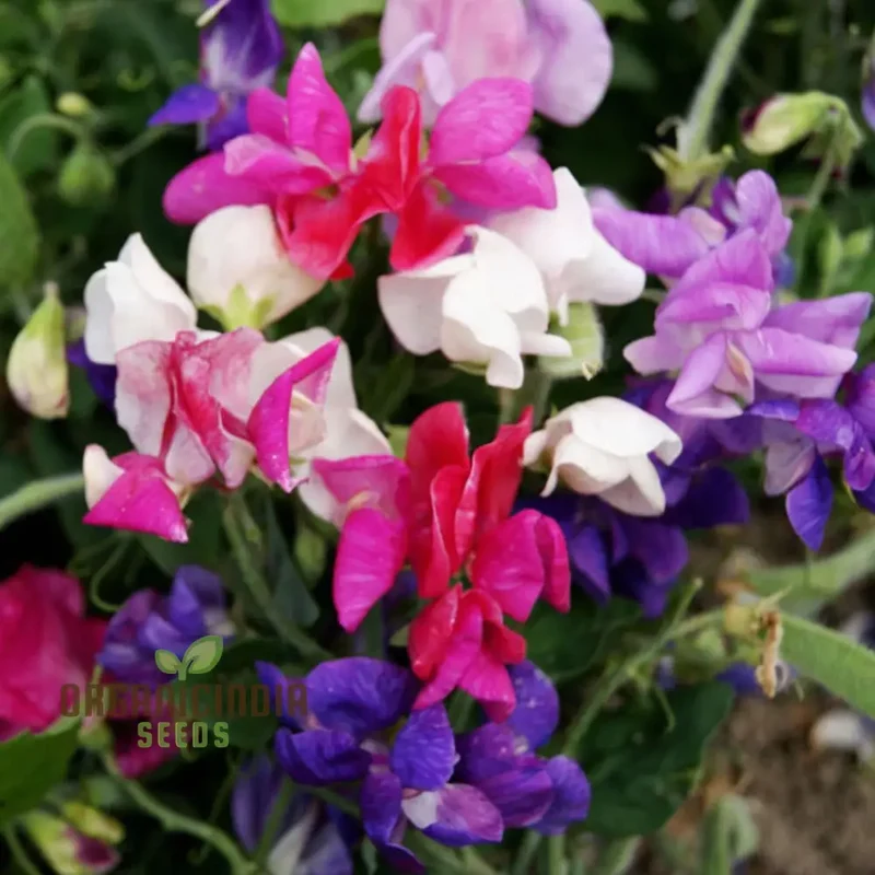 Sweet Pea Cupid Mixed Seeds , Elevate Your Gardening Experience with Fragrant, Colorful Blossoms!