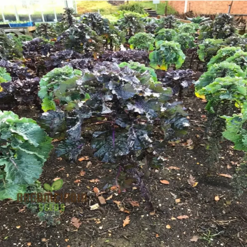 Kalettes F1 Garden Mix Vegetable Seeds, Comprehensive Planting and Gardening Guide for a Bountiful and Flavorful Harvest