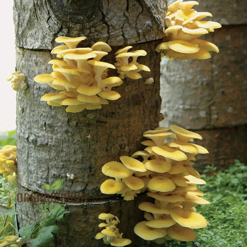 Yellow-Gold Oyster Mushroom with Premium Vegetable Seeds for a Stunning Addition to Your Culinary Garden