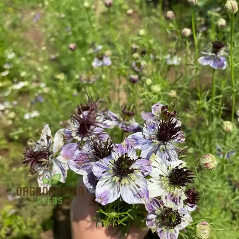 Nigella Delft Blue Seeds - Grow Beautiful and Delicate Blue Flowers in Your Garden