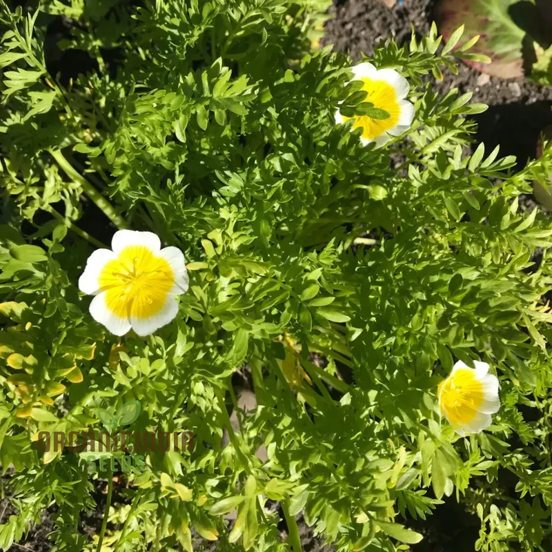 Limnanthes Douglasii Flower Seeds, Premium Garden Seeds for Vibrant Blooms, Enhance Your Garden