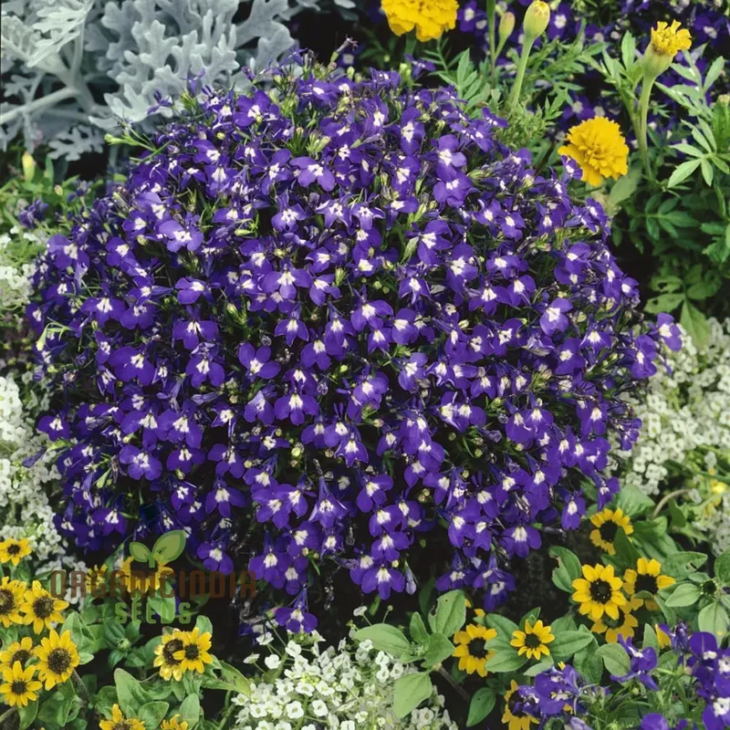Lobelia Mrs Clibran Seeds for Cultivating Stunning Garden Borders | High-Quality Gardening Seeds for Exquisite Blooms