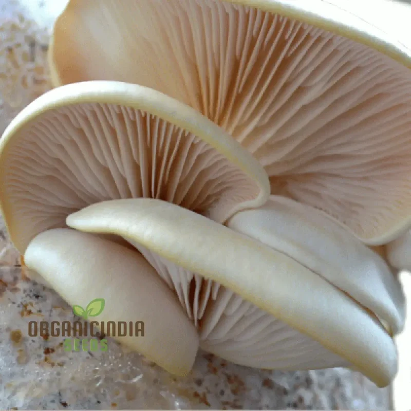 White Elm Oyster Mushroom Grow Kit, Cultivate Fresh and Flavorful Fungi at Home with All-in-One Vegetable Seed Package