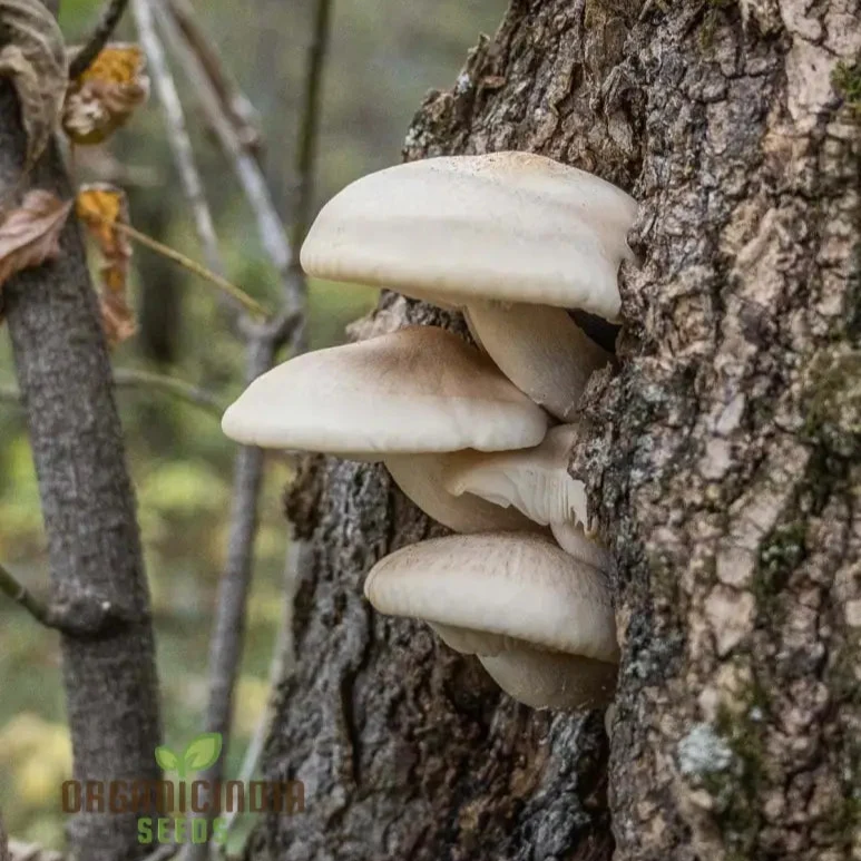 White Elm Oyster Mushroom Grow Kit, Cultivate Fresh and Flavorful Fungi at Home with All-in-One Vegetable Seed Package