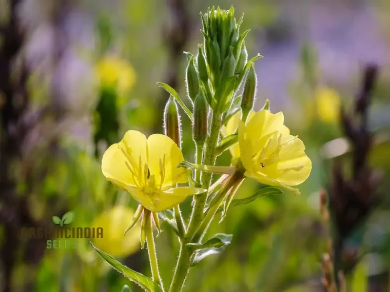 Wild Primrose Flower Seeds For Planting: Nurture Your Garden with Nature's Delicate Beauty and Flourish with Blooms of Timeless Elegance