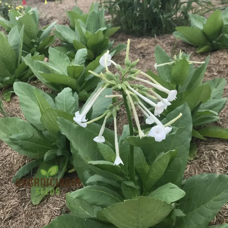 Nicotiana White Trumpets Seeds - Grow Elegant and Fragrant White Flowers in Your Garden
