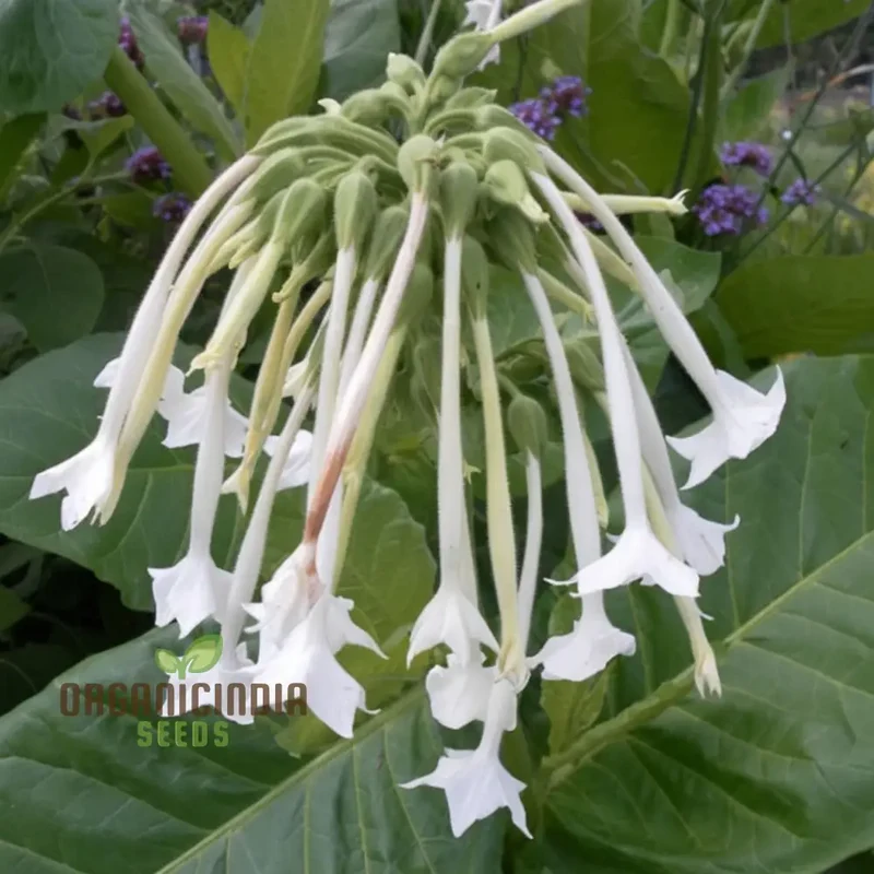 Nicotiana White Trumpets Seeds - Grow Elegant and Fragrant White Flowers in Your Garden