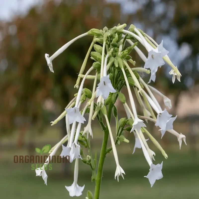 Nicotiana White Trumpets Seeds - Grow Elegant and Fragrant White Flowers in Your Garden
