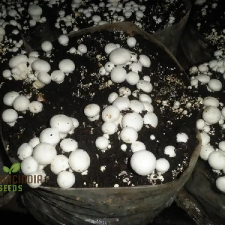 White Button Mushroom with Premium Vegetable Seeds for a Fresh and Versatile Addition to Your Culinary Garden