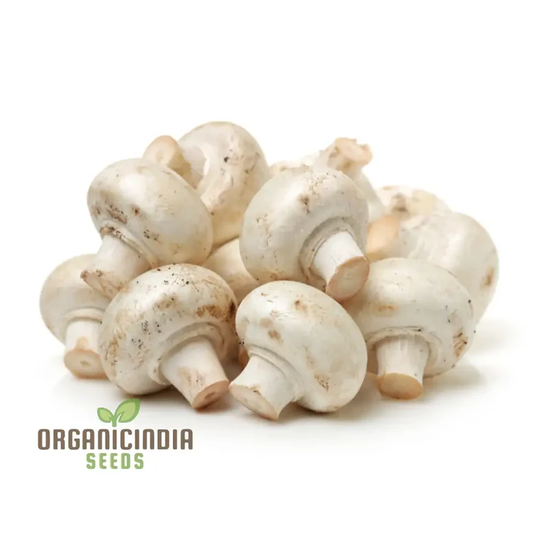 White Button Mushroom with Premium Vegetable Seeds for a Fresh and Versatile Addition to Your Culinary Garden