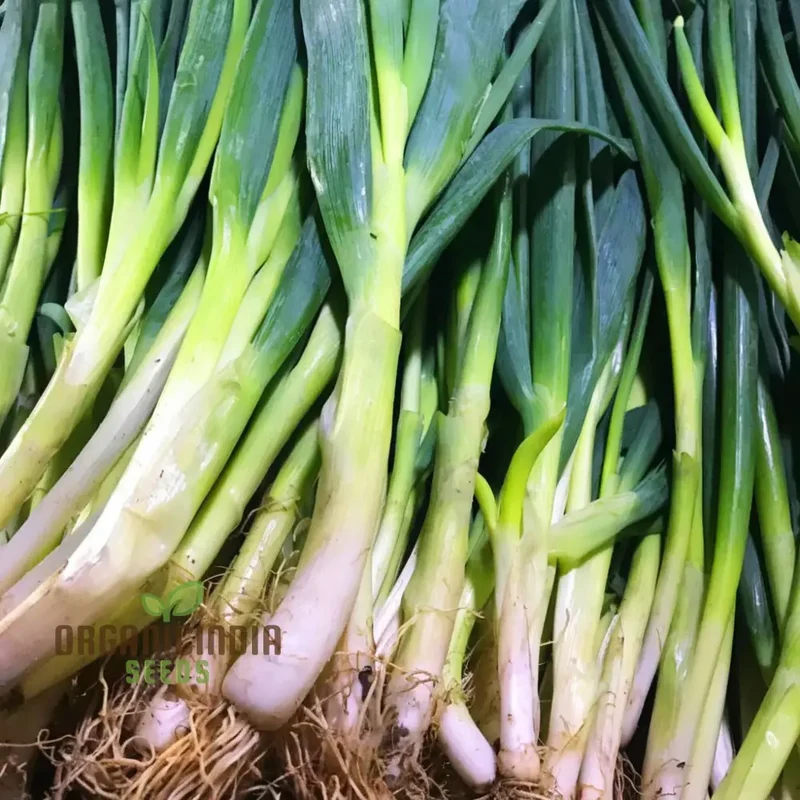 Musselburgh Leek Seeds for Planting: High-Quality Leek Seeds for Bountiful Harvests