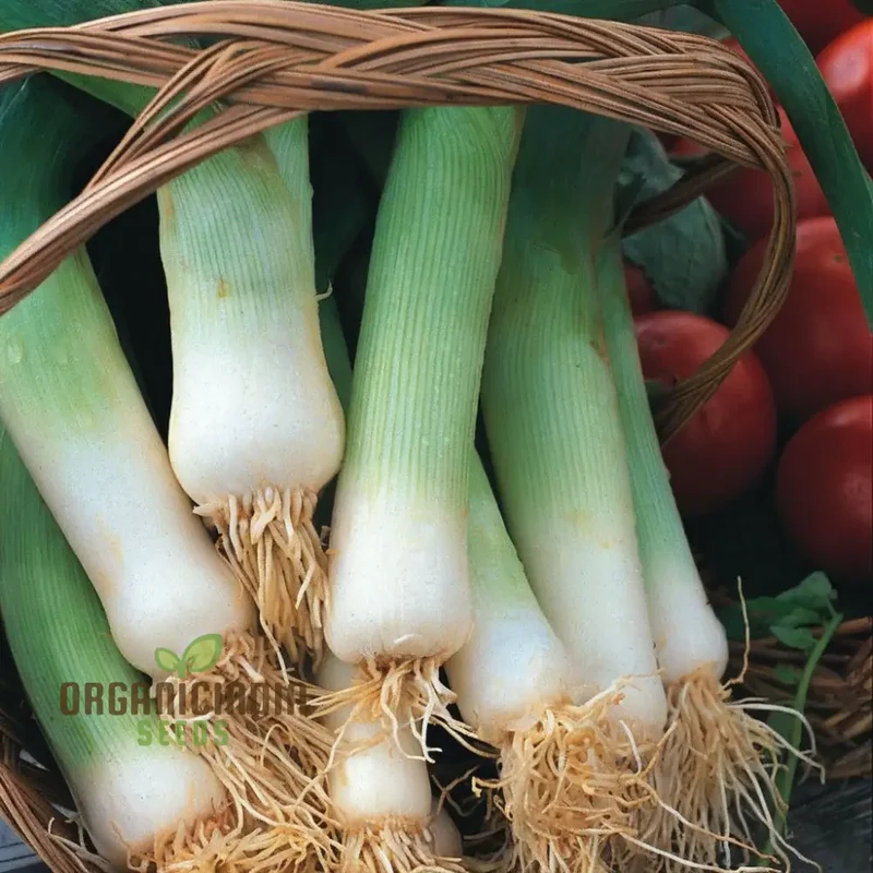 Musselburgh Leek Seeds for Planting: High-Quality Leek Seeds for Bountiful Harvests