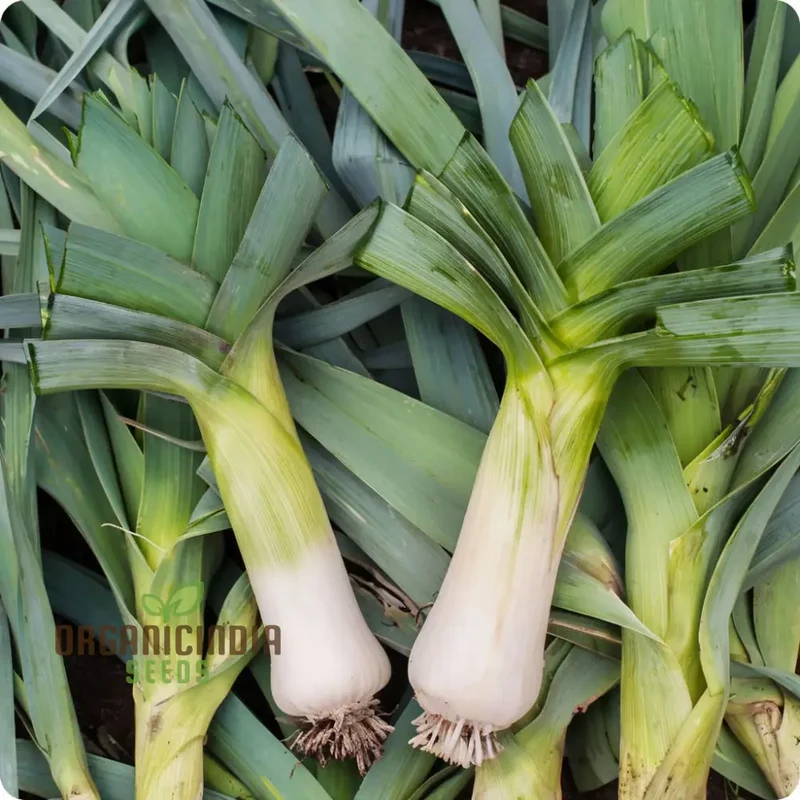 Musselburgh Leek Seeds for Planting: High-Quality Leek Seeds for Bountiful Harvests