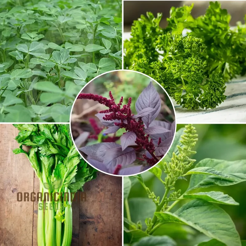 Leafy Greens Seed Collection by OrganicIndiaSeeds