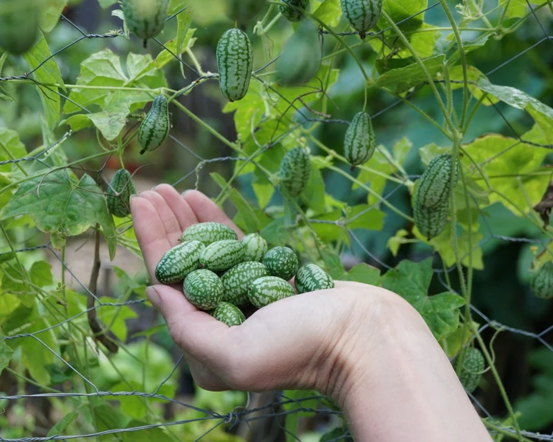 Cucamelon Seeds for a Fun and Flavorful Addition to Your Garden, Elevate Your Gardening Experience with These Tiny, Crunchy Delights!