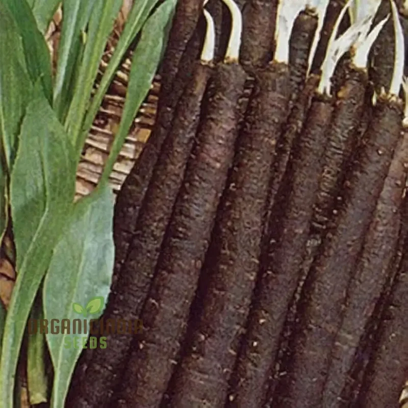 Scorzonera Maxima Vegetable Seeds, Heirloom Nutritious Root Ideal for Gourmet Cooking and Salads