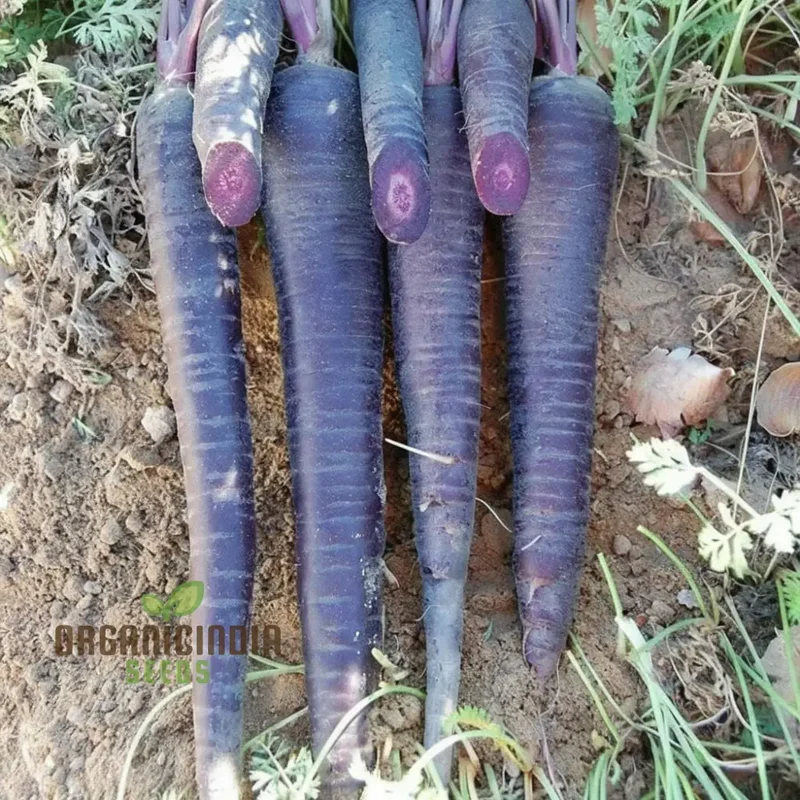 Carrot Black Wonder Vegetable Seeds: Comprehensive Planting and Gardening Guide for Stunning Blooms