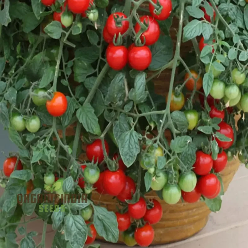Tomato Cherry Falls Seeds, Compact Growth Abundant Yield Perfect for Hanging Baskets