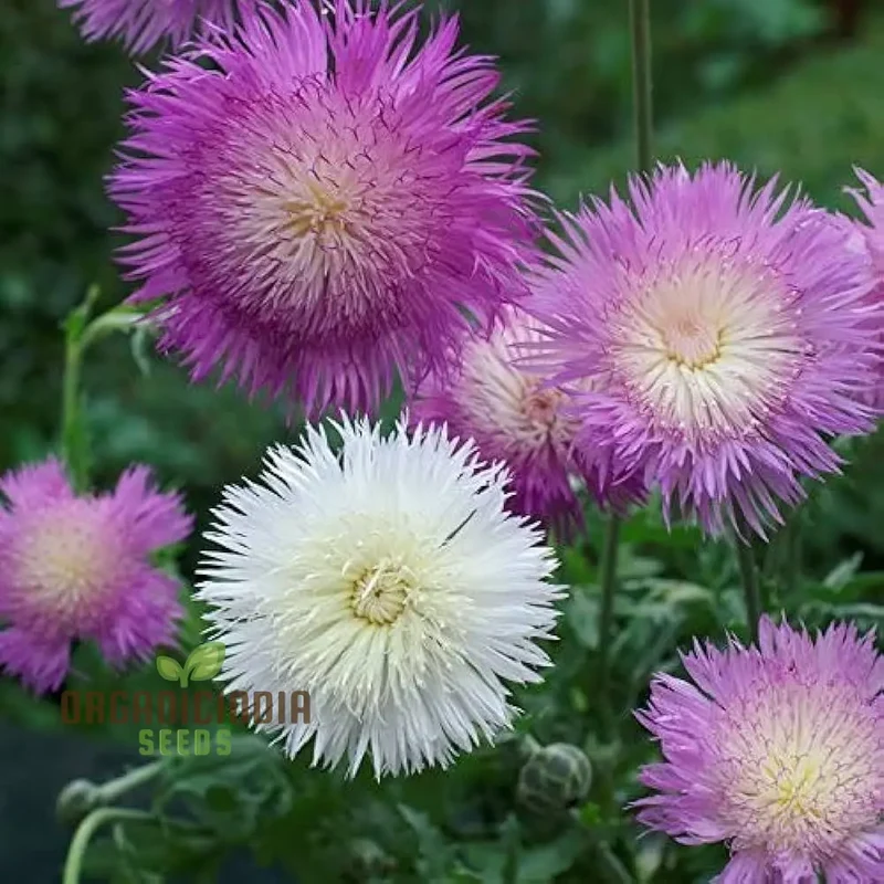 Sweet Sultan Seeds For Planting- Your Premier Source for Exquisite Gardening Delights"