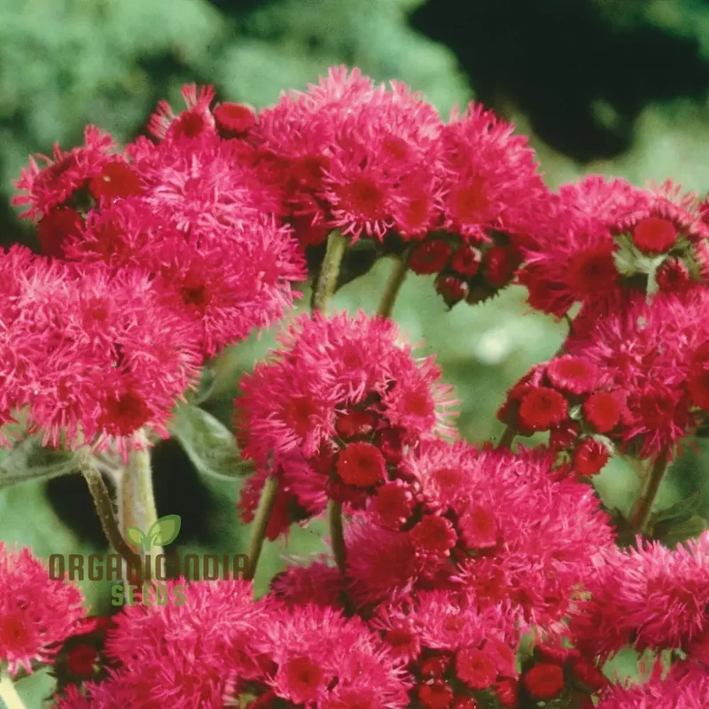 Ageratum Red Sea Seeds for Planting,Blooms Enhance Your Gardening Journey with Colorful and Resilient Flowers!